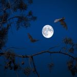 LES VOIX DE LA NUIT : RENCONTRE AVEC LES CHAUVES-SOURIS